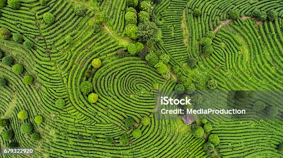 istock Aerial view of Tea fields 679322920