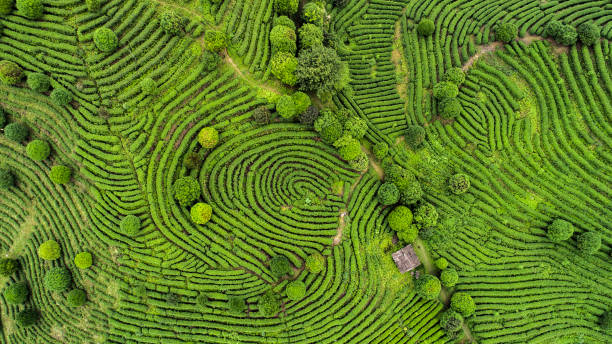 Aerial view of Tea fields Aerial view of Tea fields in China sri lanka pattern stock pictures, royalty-free photos & images