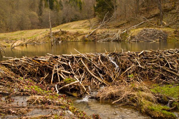 Beaver dam in the swamp