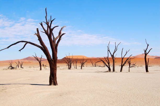 wonderful dead vlei in namibia - landscape panoramic kalahari desert namibia imagens e fotografias de stock