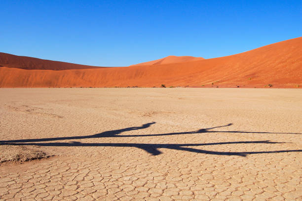 ナミビアの驚くべき死んで vlei - landscape panoramic kalahari desert namibia ストックフォトと画像