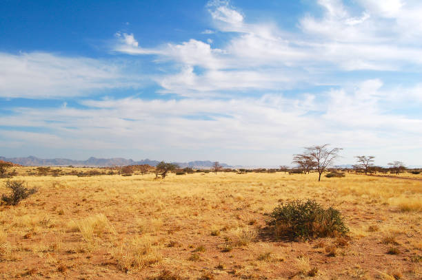 Dry Landscape in Namibia stock photo