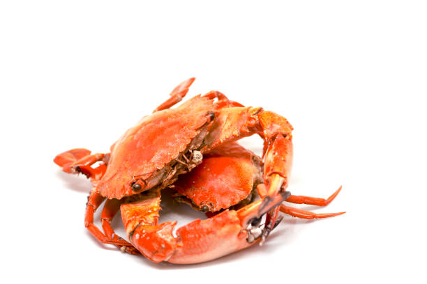 istock Red crab on white background. Cooked sea crab meat on white background. 679352536