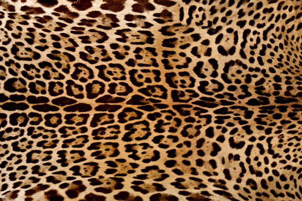 istock Background of Jaguar skin texture 679359176