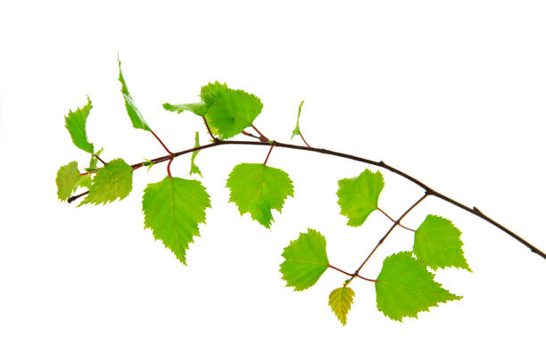 istock Birch leaves of the tree isolated on the white background 679359904