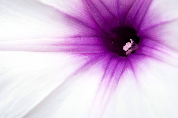 Close up to texture detail of morning glory flower