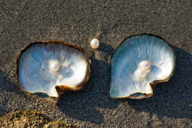 Pink Pearls and Oysters. Pink pearls and oysters on the sand of the beach. cultured cell stock pictures, royalty-free photos & images