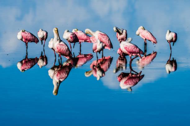 Roseate Spoonbill Early morning reflections on Fort Myers Beach iiwi bird stock pictures, royalty-free photos & images