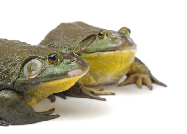 istock Bullfrog, Rana catesbeiana   isolated on white background 679384090