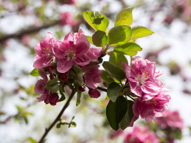 istock Beautiful red flowers on an apple tree 679392720