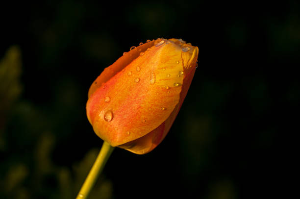 istock Very beautiful Tulips after the spring rain 679418694