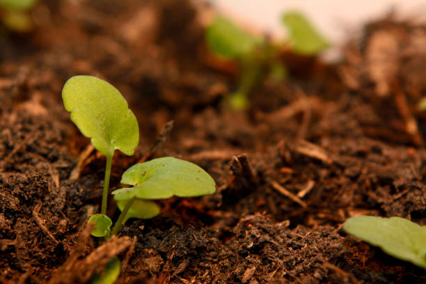 istock Small sprouts in cocos ground ecology farm 679419556