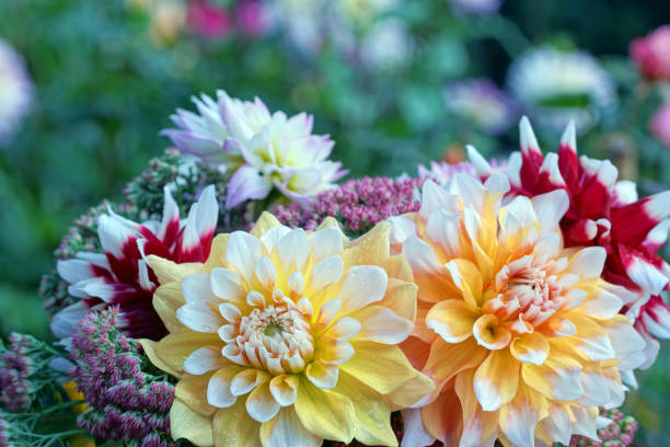 istock Dahlia and sedum 679431210