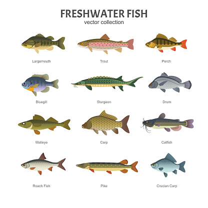 Vector illustration of different types of fish, such as Largemouth Bass, Trout, Perch, Bluegill, Sturgeon, Drum, Walleye, Carp, Pike, Roach Fish and Catfish. Isolated on white.