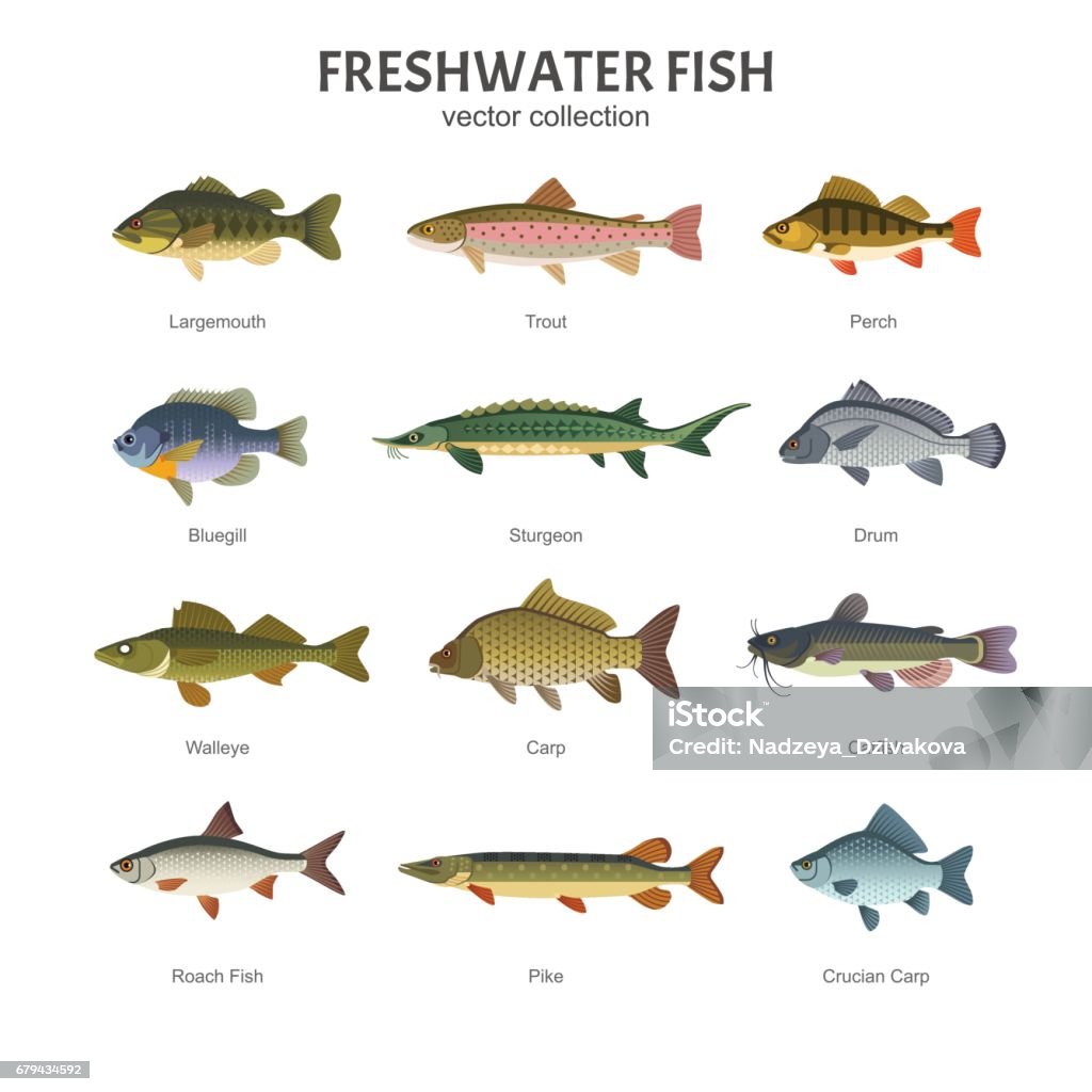 Freshwater fish set. Vector illustration of different types of fish, such as Largemouth Bass, Trout, Perch, Bluegill, Sturgeon, Drum, Walleye, Carp, Pike, Roach Fish and Catfish. Isolated on white. Fish stock vector