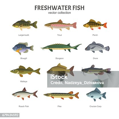 373,500+ Freshwater Fish Stock Photos, Pictures & Royalty-Free
