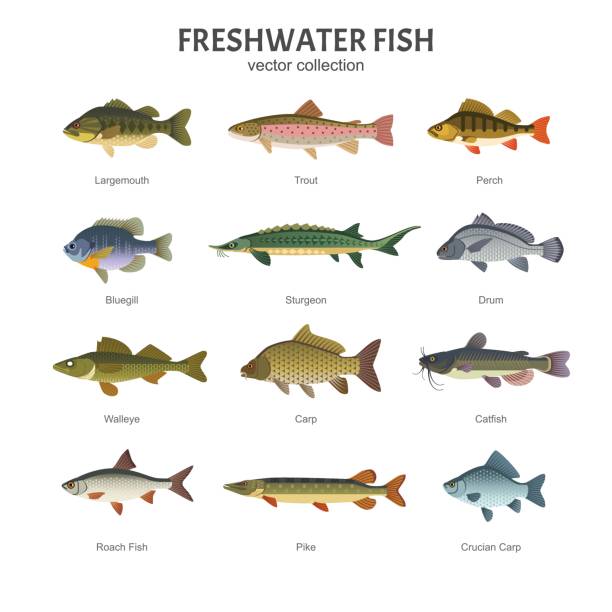 Freshwater fish set. Vector illustration of different types of fish, such as Largemouth Bass, Trout, Perch, Bluegill, Sturgeon, Drum, Walleye, Carp, Pike, Roach Fish and Catfish. Isolated on white. salmon animal illustrations stock illustrations