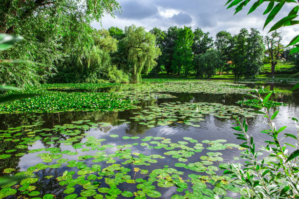 beautiful green waterlilies on the lake