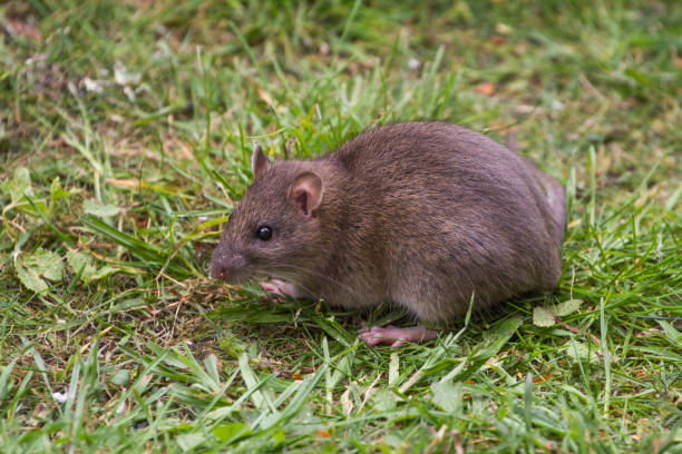 istock Brown Rat Portrait on Grass 679449592