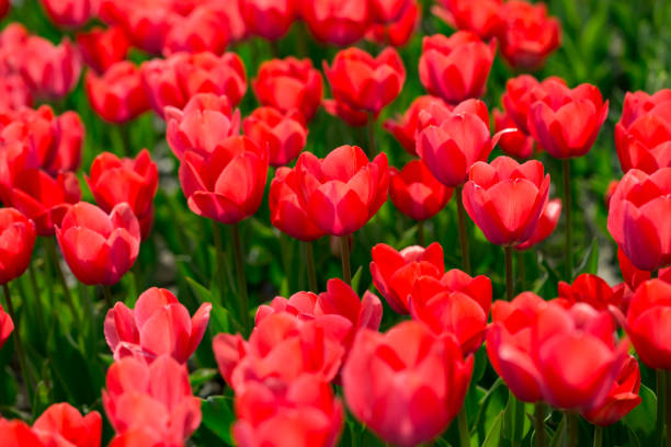 istock Beautiful red tulips in nature 679452978