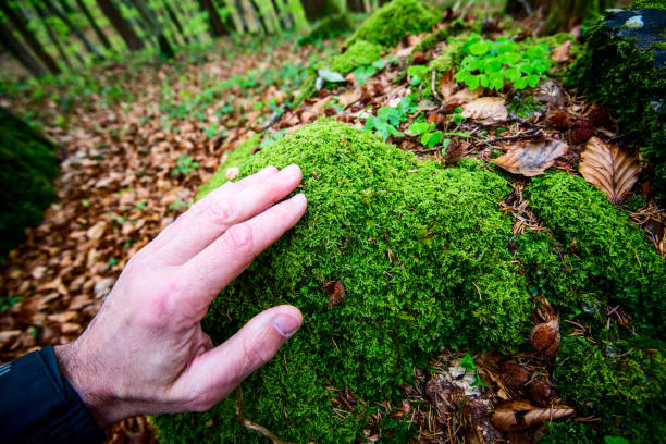 istock man caresses the moss - outdoor activity and spring season 679453372
