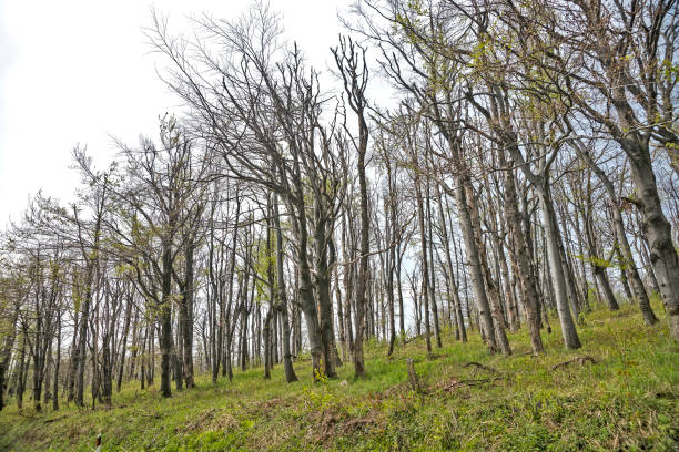 istock Dried beech trees that are recovering after a forest fire 679453418