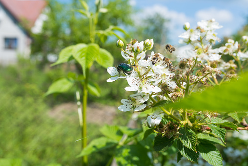 Fresh bunch of white blooming flowers of blackberry (rubus fruticosus) with flaying honey bees and green bug growing in homemade garden. Illuminated by sunlight.  Low depth of field and blurred background with blue sky. Close-up.