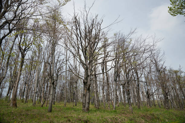 istock Dried beech trees that are recovering after a forest fire 679453496