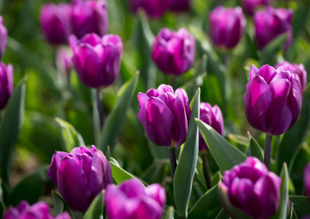 istock Beautiful purple tulips in nature 679453882