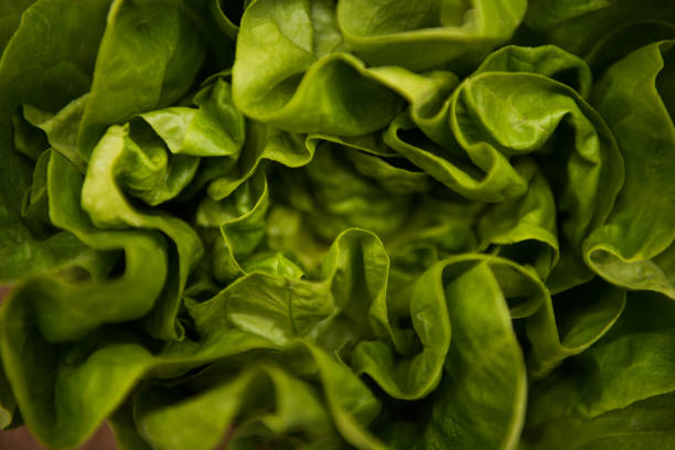 An abstract background of green lettuce leaves.