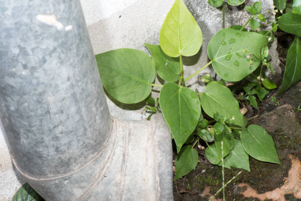 istock Leaves change color according to the se 679456502