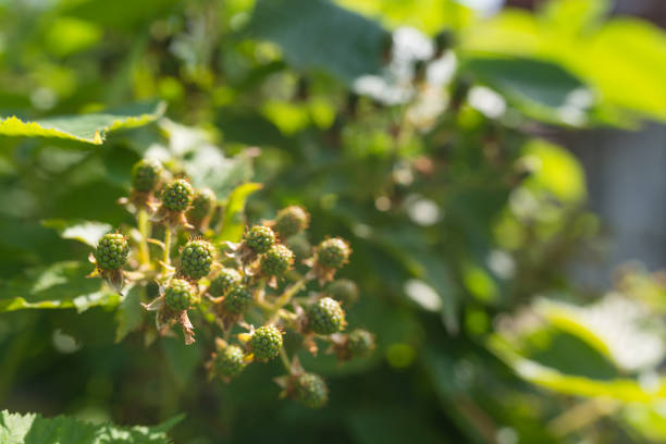 Fresh bunch of green blackberries (rubus fruticosus) growing in homemade garden. Illuminated by sunlight. Low depth of field and blurred background. Close-up.