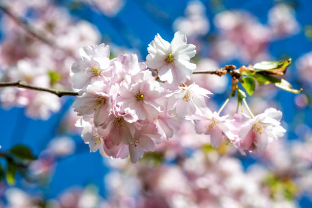 istock Beautiful cherry blossom sakura in spring time over blue sky. 679456658