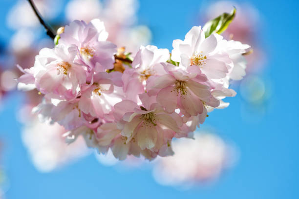 istock Beautiful cherry blossom sakura in spring time over blue sky. 679456848