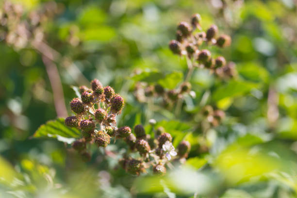 Fresh bunch of green unripe blackberries (rubus fruticosus) growing in homemade garden. Illuminated by sunlight. Low depth of field and blurred background. Close-up.