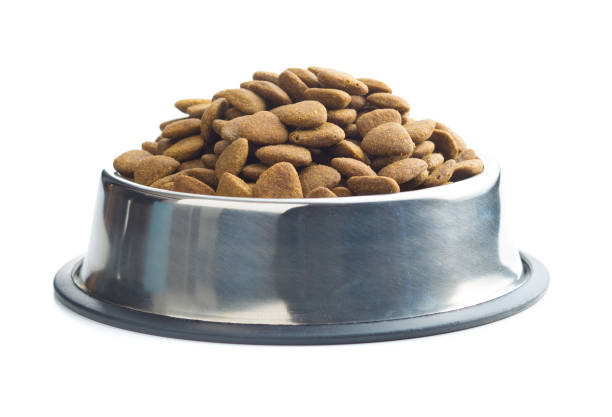 istock Dry kibble dog food 679457450