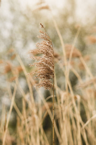 istock Grass flower with shallow depth of field. 679460318