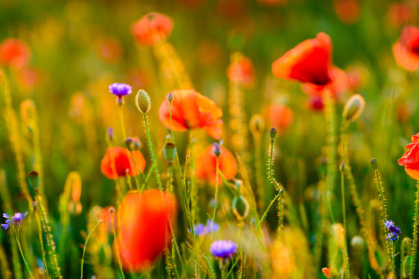 istock Vivid poppy field during sunset 679461750