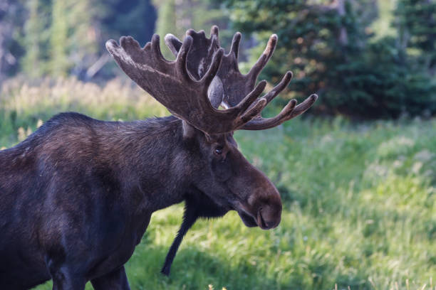 istock The Shiras Moose of Colorado 679462050