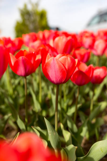 istock Beautiful red tulips in nature 679462430