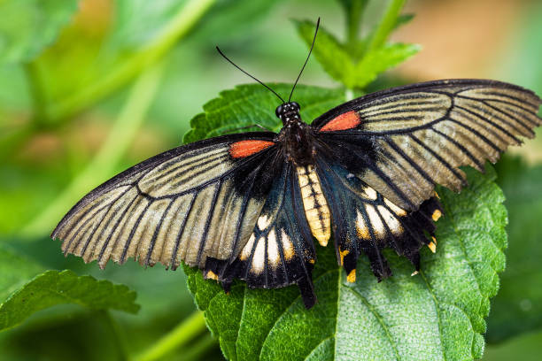 istock Tropical butterfly Papilio lowi on a leaf 679462472