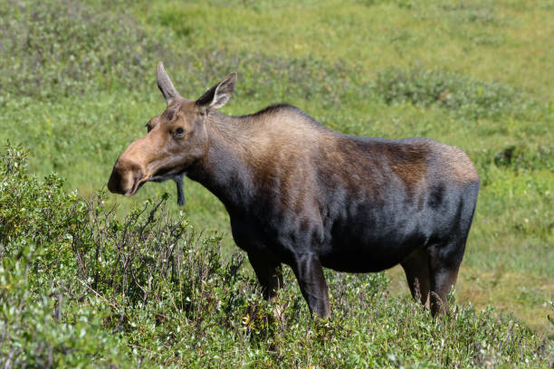 istock The Shiras Moose of Colorado 679462594