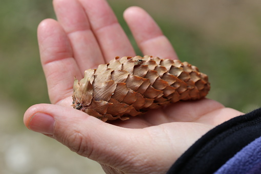brown pine cone on brown dried leaves photo – Free Maple Image on Unsplash