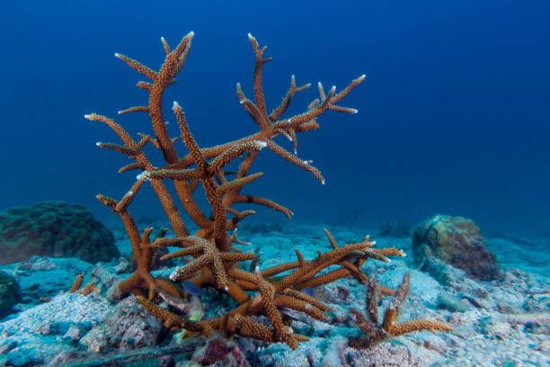 istock Hard Coral on the sand 679464180