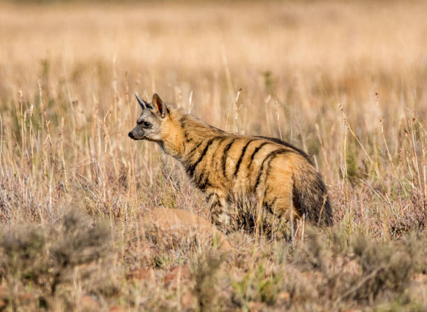 Aardwolf An Aardwolf foraging at dusk in Southern African savanna hyena photos stock pictures, royalty-free photos & images