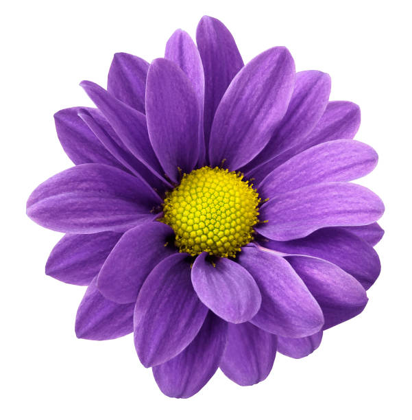 istock Purple gerbera flower.  White  isolated background with clipping path.   Closeup.  no shadows.  For design.  Nature. 679472390