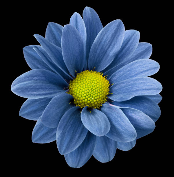 istock Blue gerbera flower.  Black  isolated background with clipping path.   Closeup.  no shadows.  For design.  Nature. 679472392