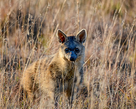 An Aardwolf foraging at dusk in Southern African savanna