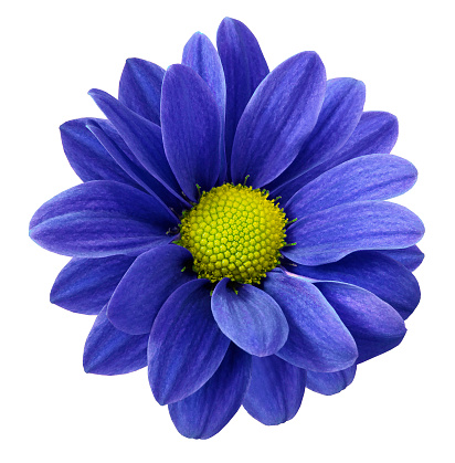 Blue gerbera flower.  White isolated background with clipping path.   Closeup.  no shadows.  For design.  Nature.