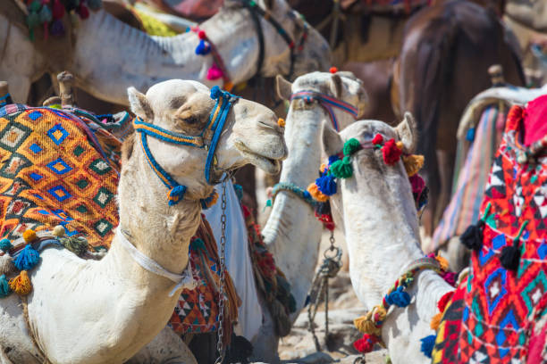 istock Bedouin camels rest near the Pyramids, Cairo, Egypt 679476370